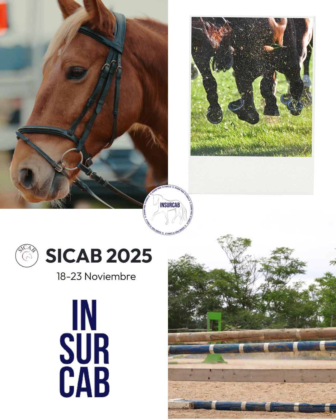sicab 2025 caballos pura raza español